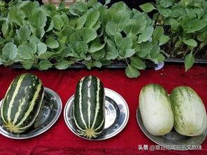 娱乐吃瓜君山河令,古装武侠剧中的甜蜜与热血交织